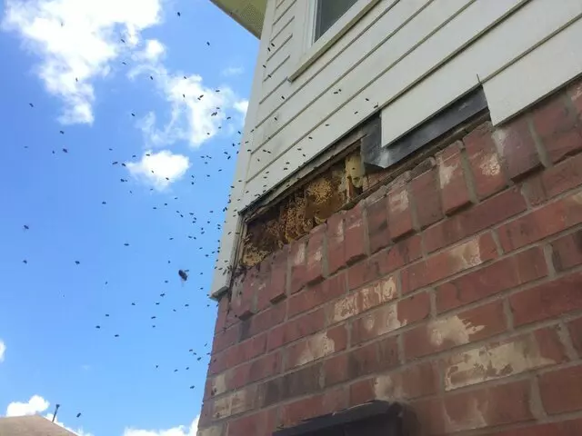 3BeeGuys Bee Removal